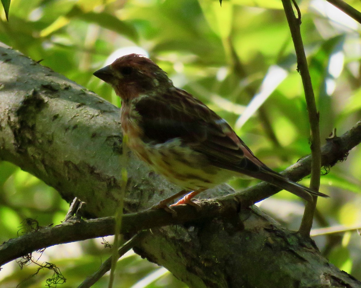 Purple Finch - ML267688421