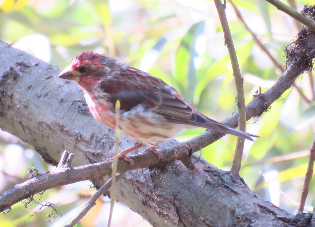 Purple Finch - ML267688431