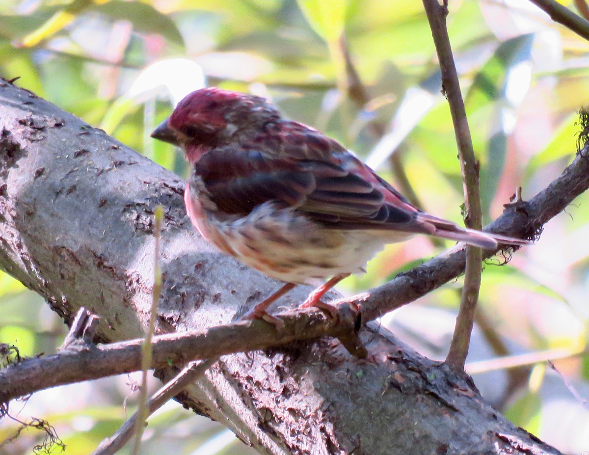 Purple Finch - ML267688471
