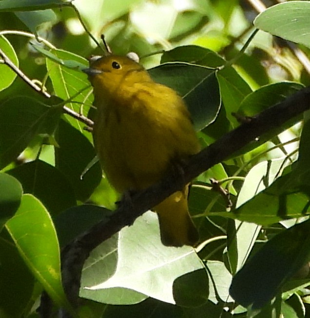 Yellow Warbler - Annette Daughdrill