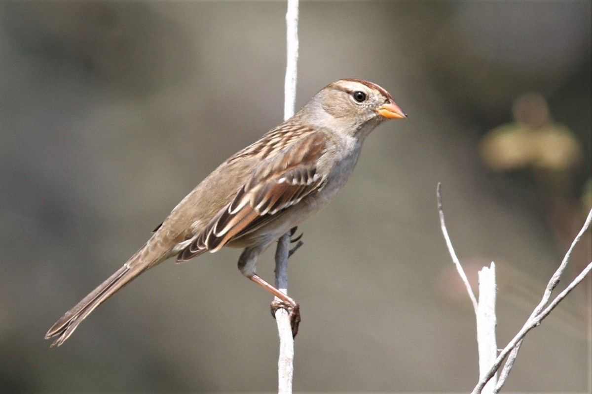 White-crowned Sparrow - ML267691441