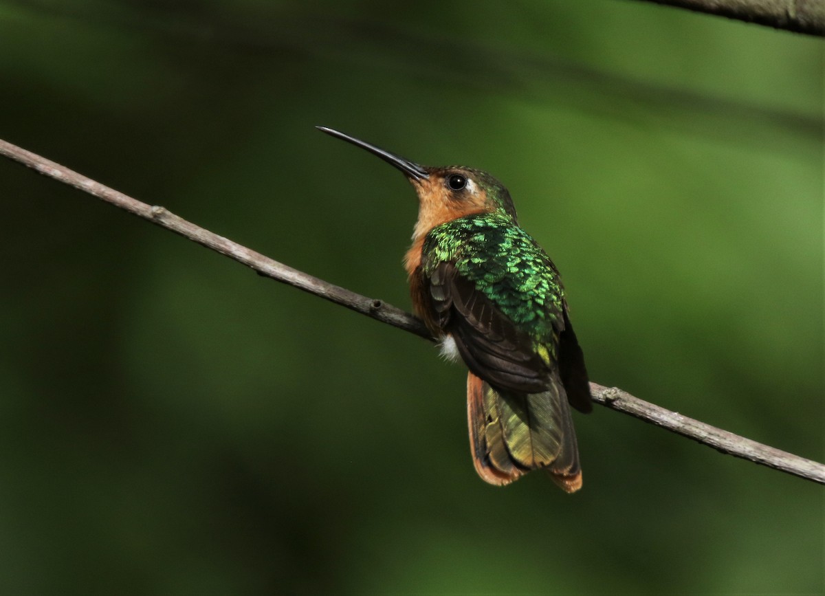 Rufous Sabrewing - Josue  de León Lux (Birding Guide) josuedeleonlux@gmail.com +502 3068 8988