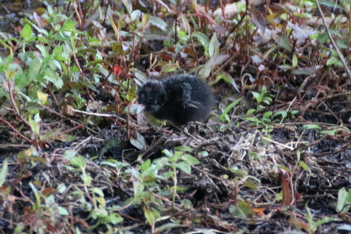 Australasian Swamphen - ML267696321