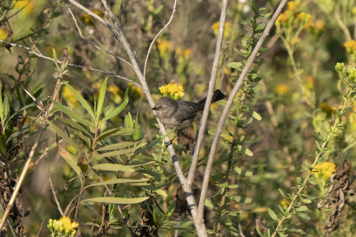 Bushtit - ML267697991