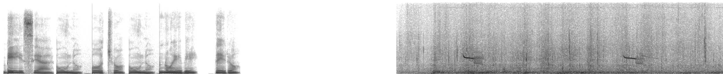 Grallaire alticole - ML267698