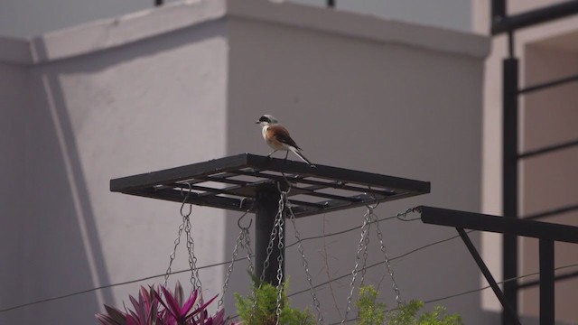 Bay-backed Shrike - ML267699631