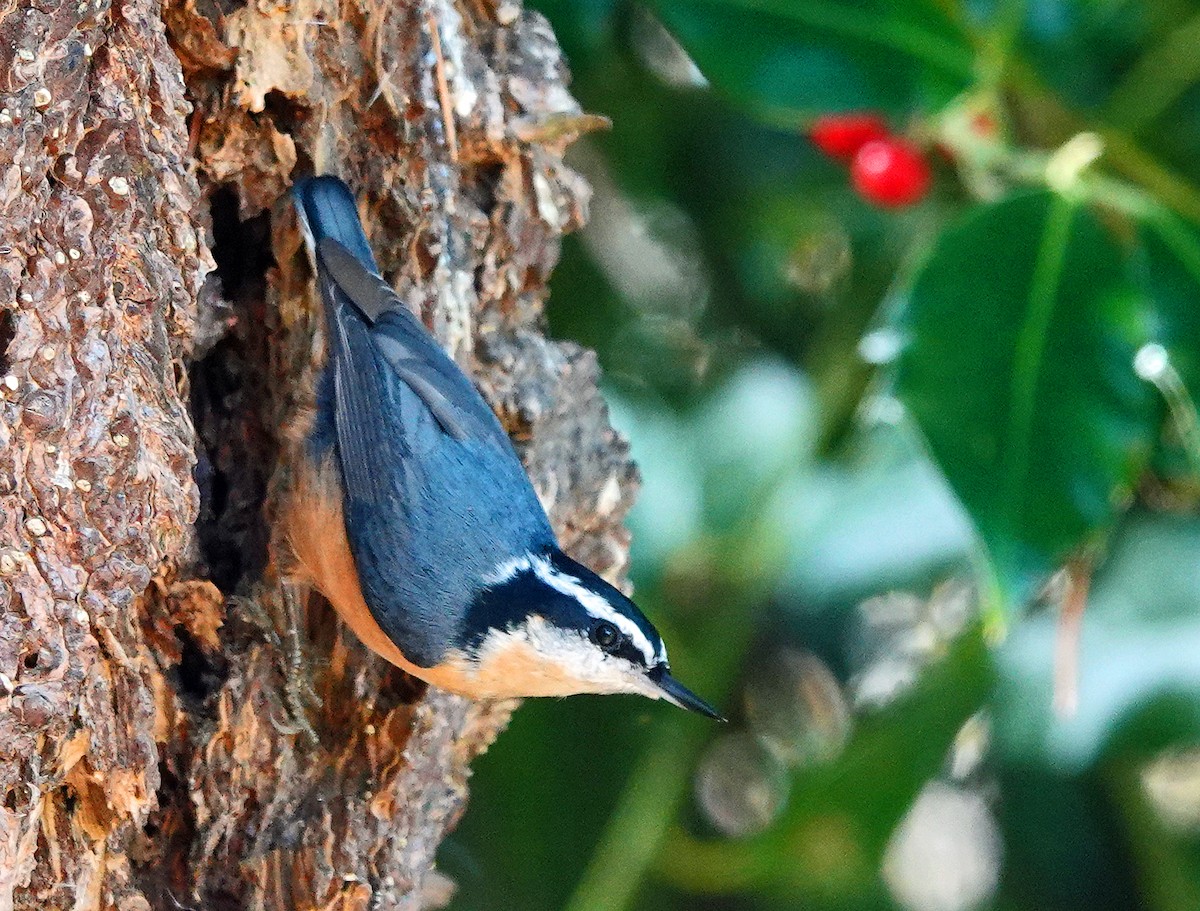 Red-breasted Nuthatch - ML267699951