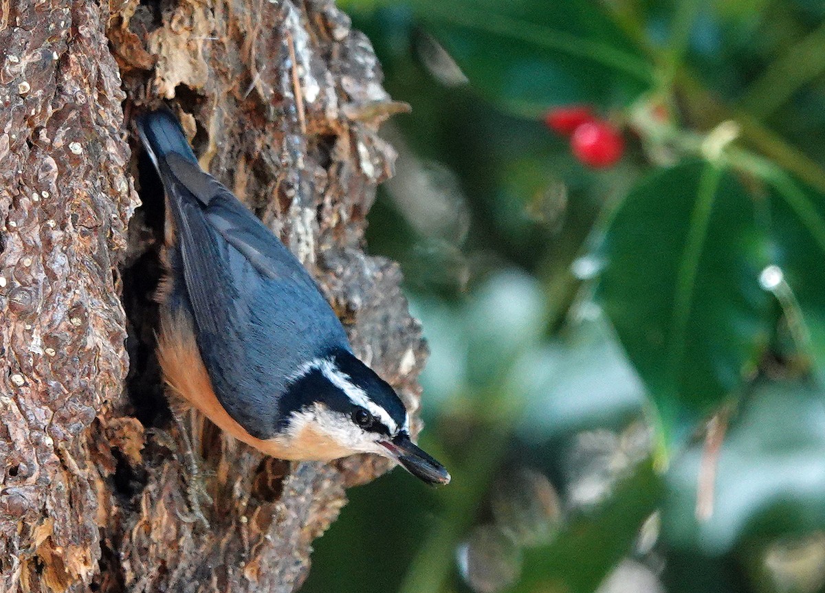 Red-breasted Nuthatch - ML267699971