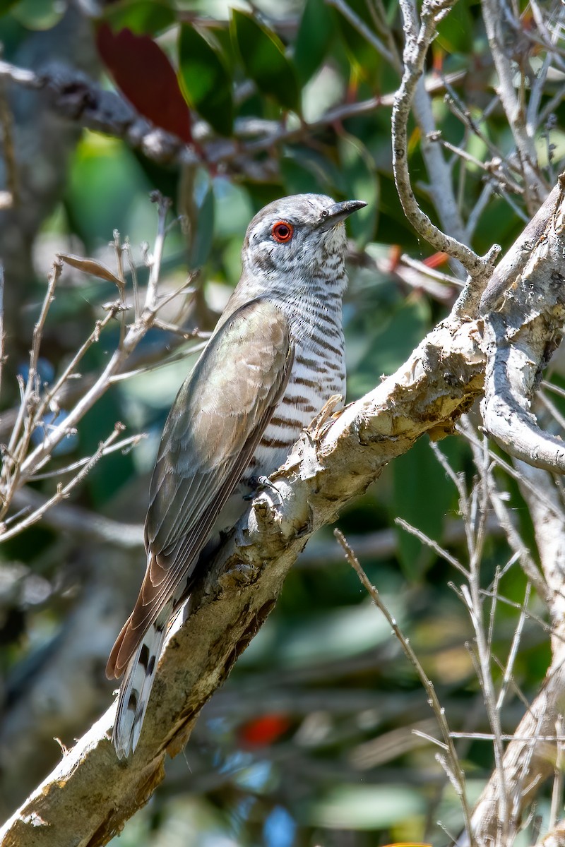 Little Bronze-Cuckoo - ML267701511