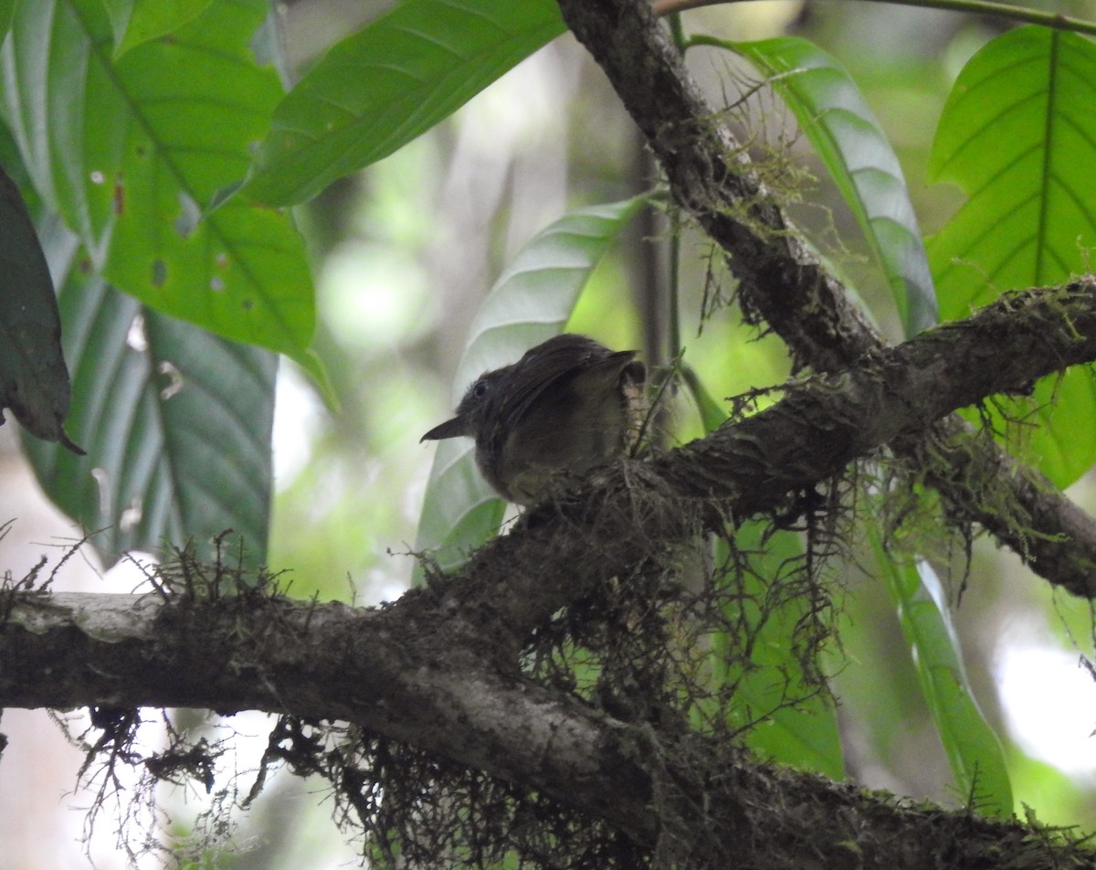 Spot-crowned Antvireo - ML267702091