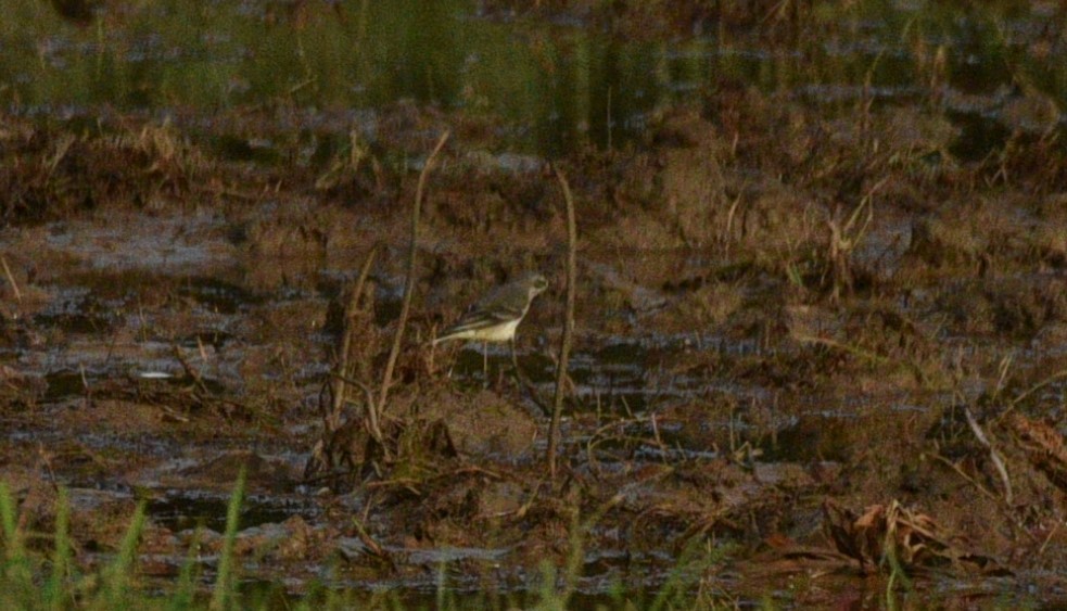 Western Yellow Wagtail - ML267706321