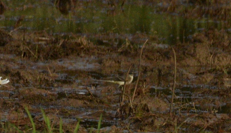 Western Yellow Wagtail - ML267706441