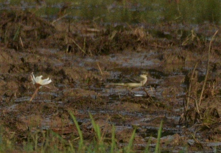 Western Yellow Wagtail - ML267706461