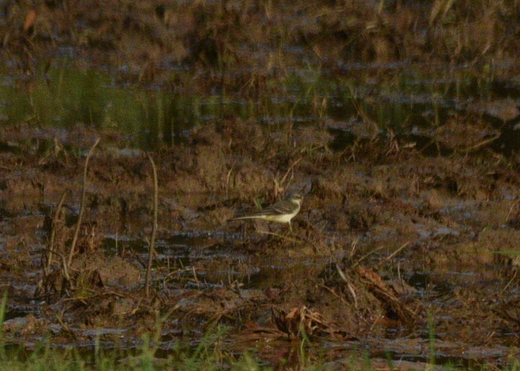 Western Yellow Wagtail - ML267706551