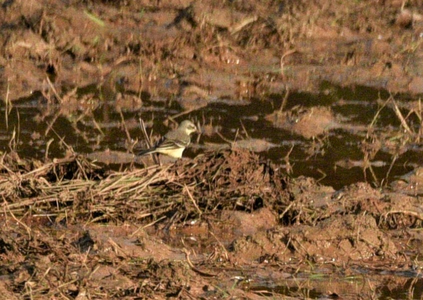 Western Yellow Wagtail - Sajeev Krishnan