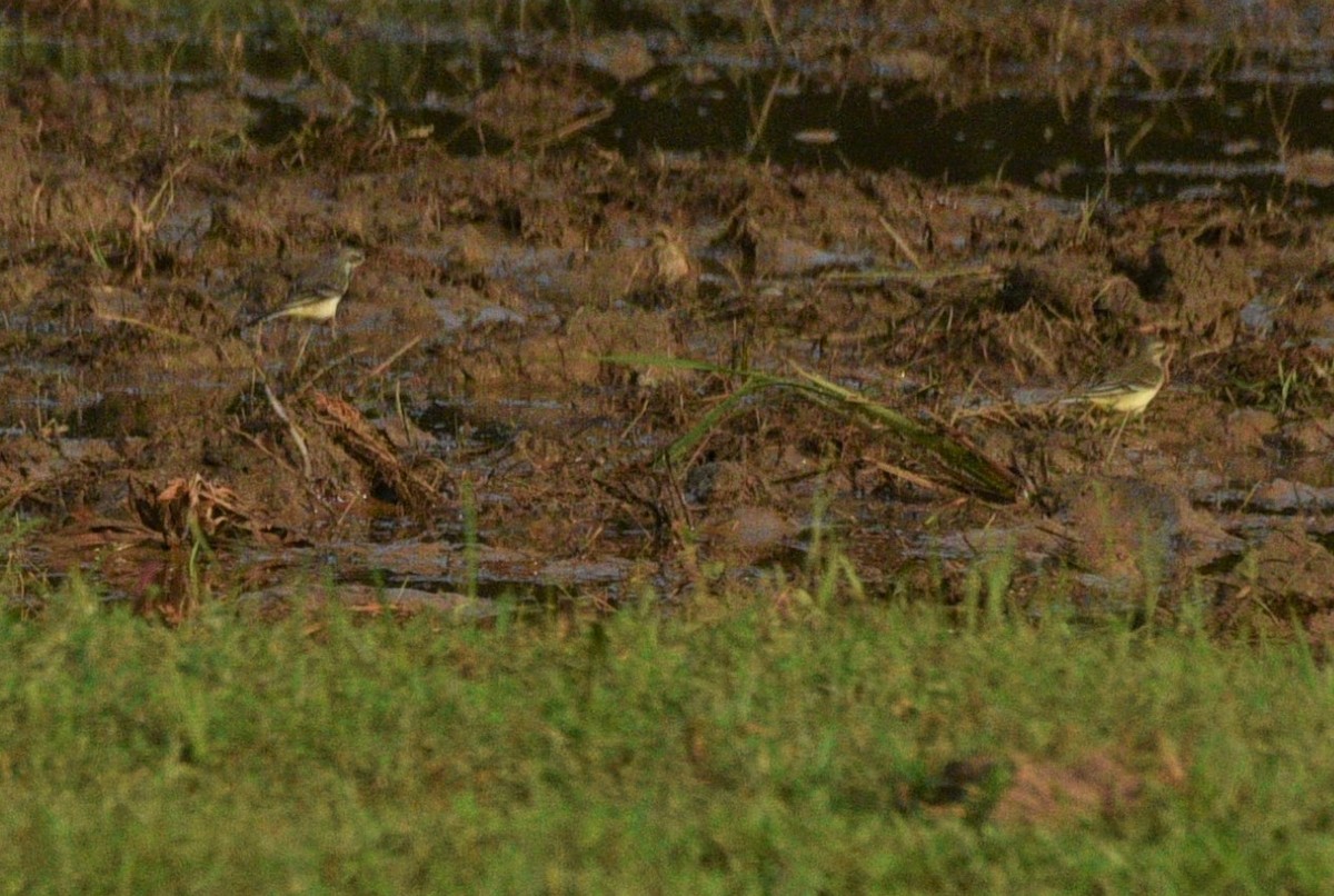 Western Yellow Wagtail - ML267706571