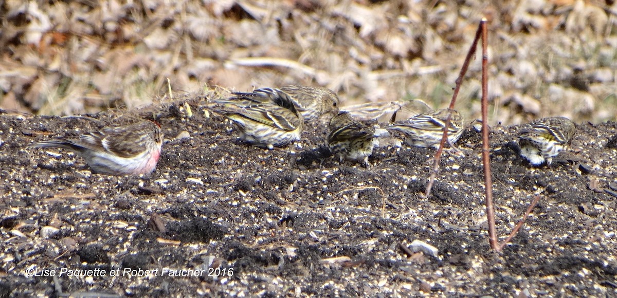 Pine Siskin - Lise Paquette  Robert Faucher