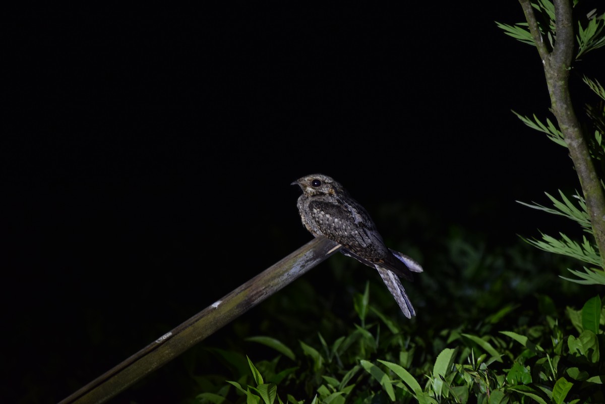 Jungle Nightjar - ML267707581