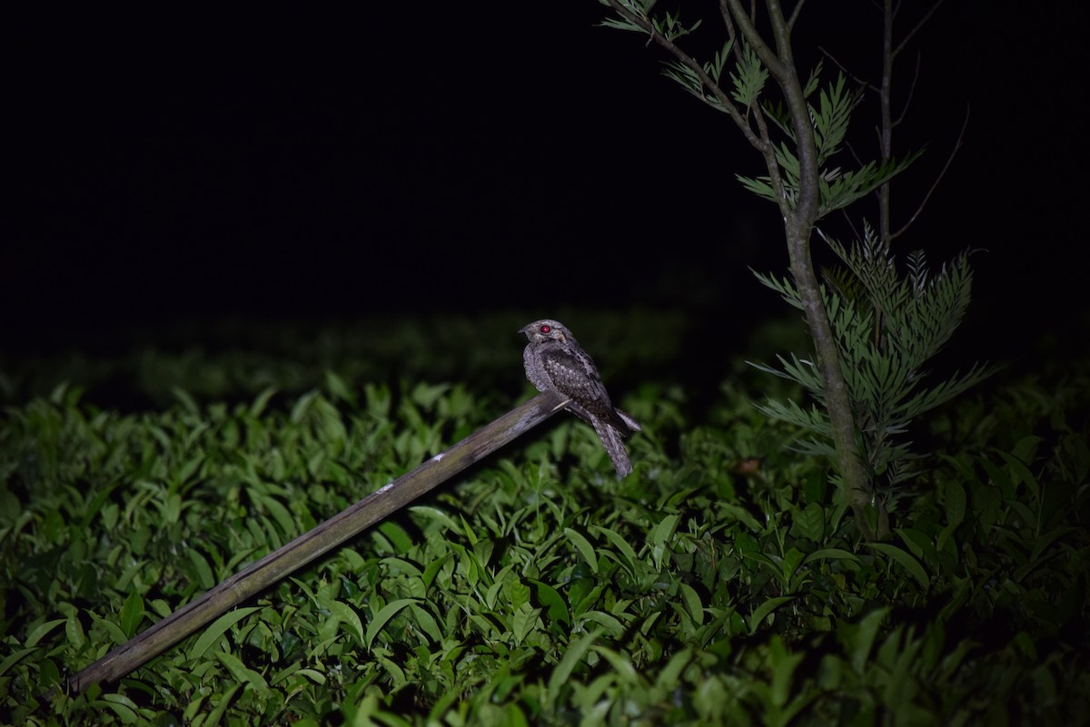 Jungle Nightjar - ML267707651