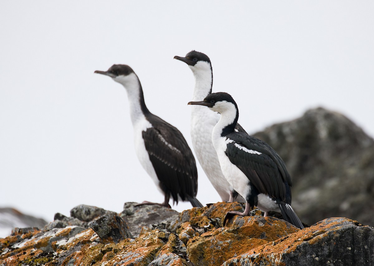 kormorán modrooký (ssp. bransfieldensis) - ML267708051