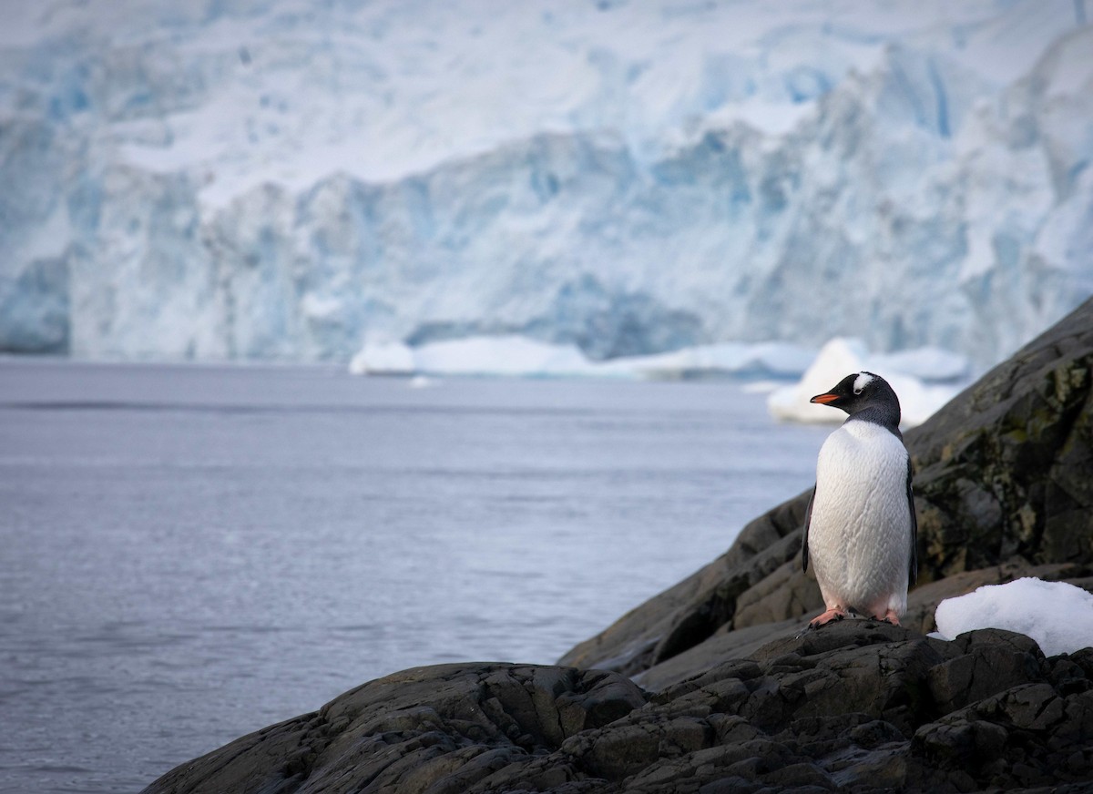 Gentoo Penguin - ML267708061