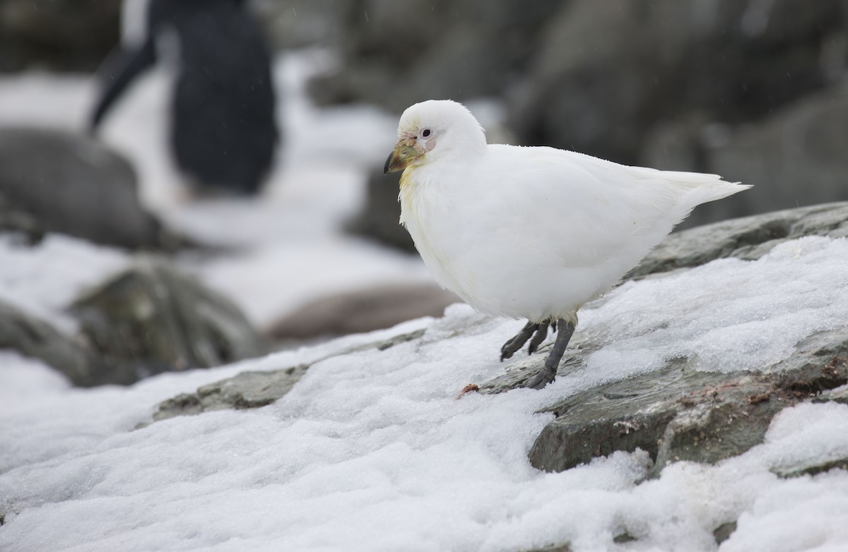 Snowy Sheathbill - ML267708081