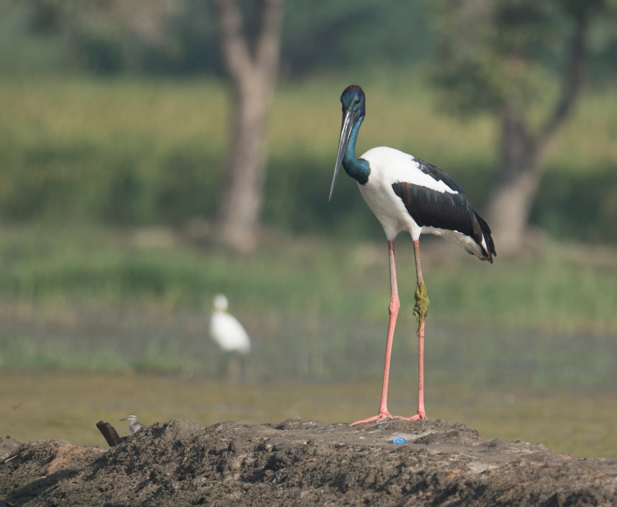 Black-necked Stork - ML267708371