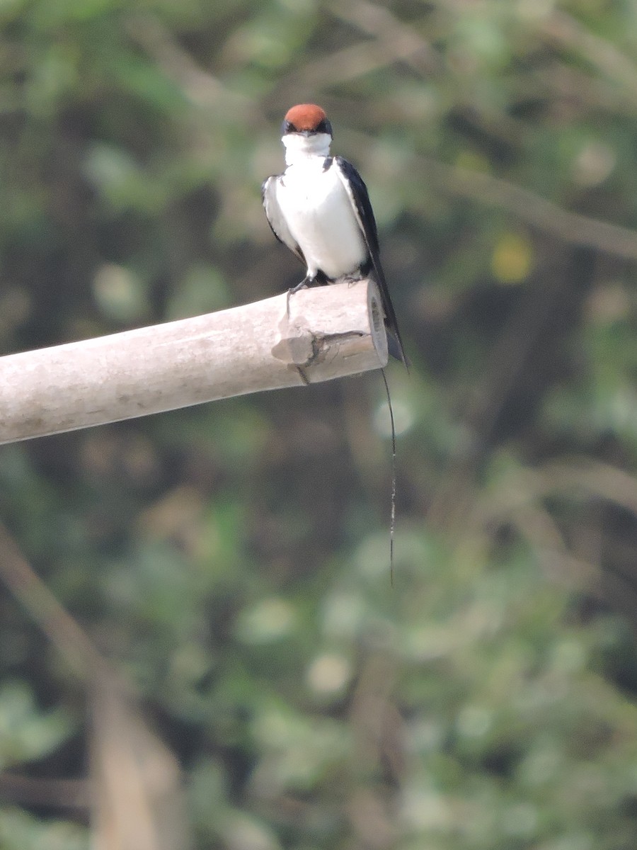 Wire-tailed Swallow - Shardul Joshi