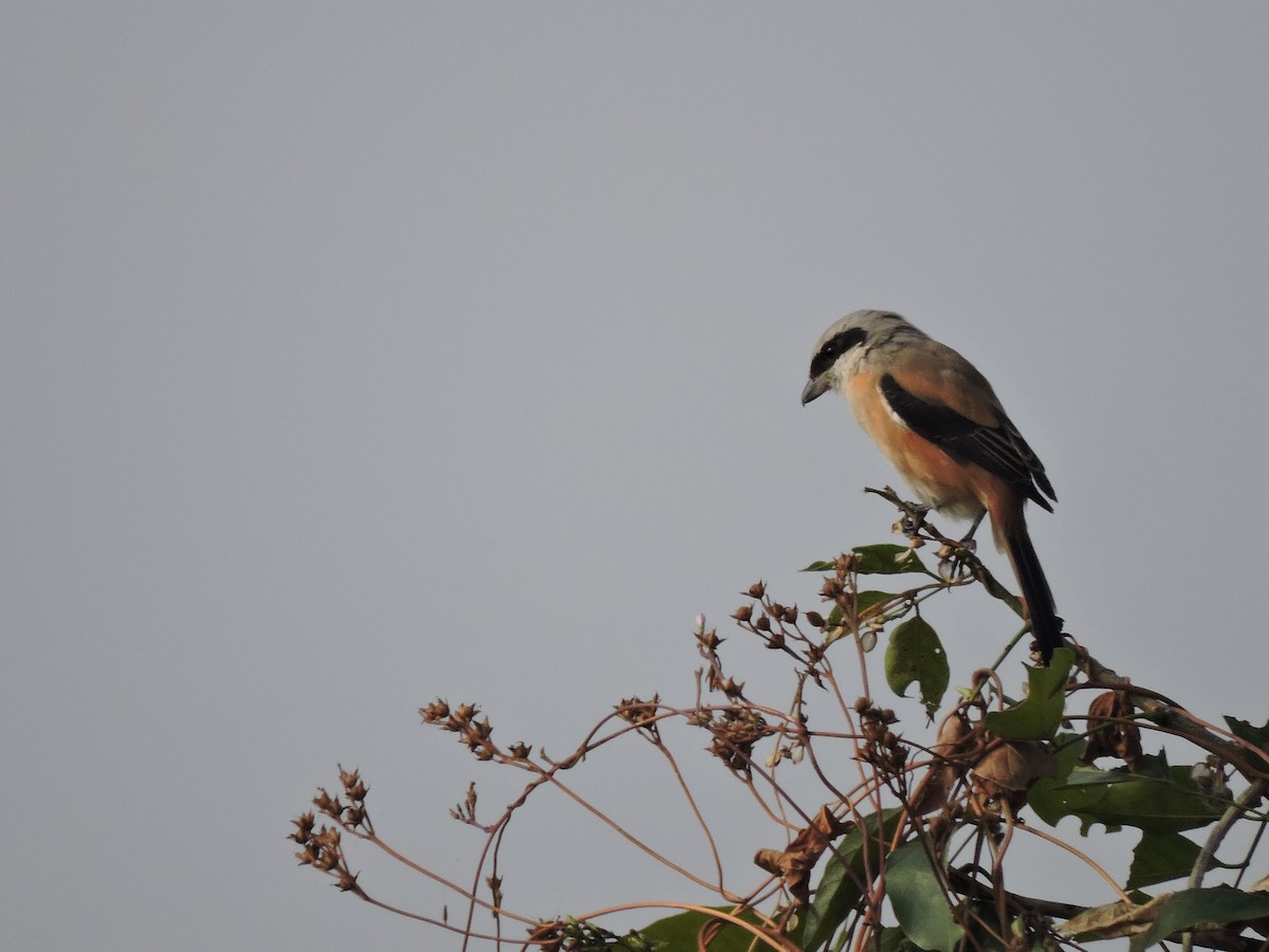 Long-tailed Shrike - Shardul Joshi