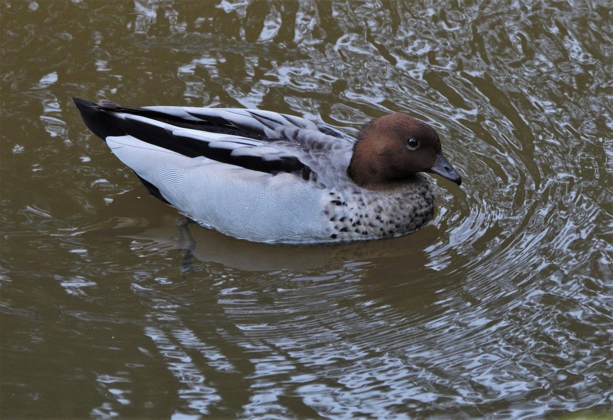 Maned Duck - ML267710841