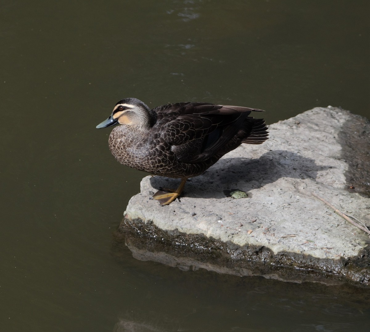 Pacific Black Duck - Nicholas Talbot