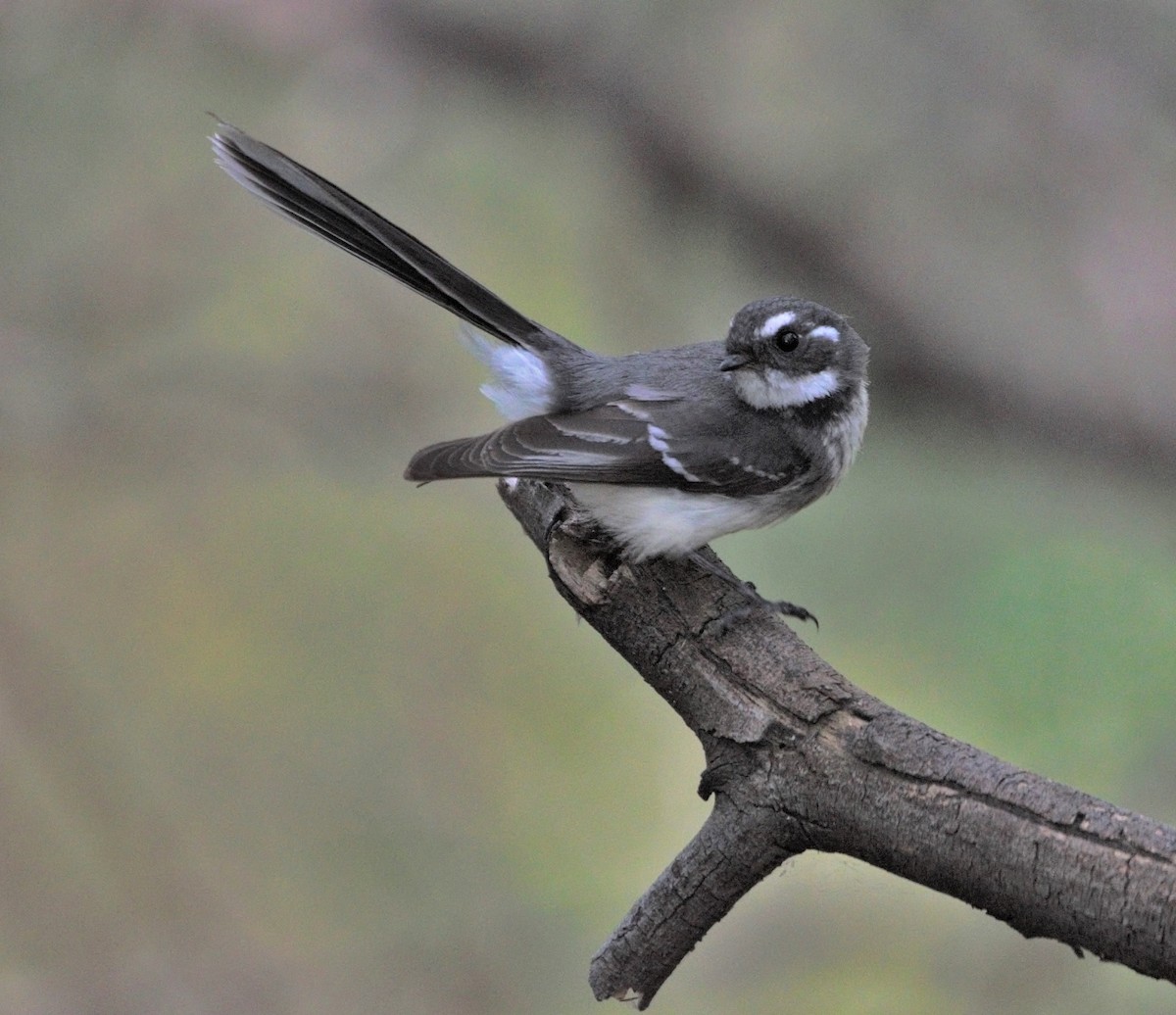 Gray Fantail - Nicholas Talbot