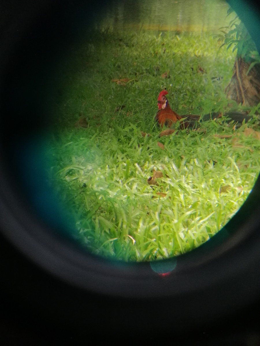 Red Junglefowl - ML267711081