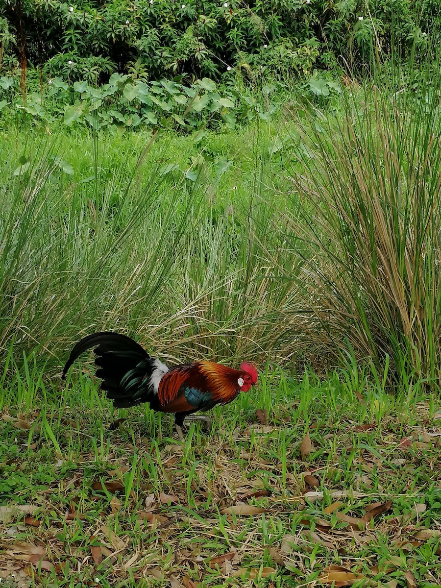 Red Junglefowl - ML267711101