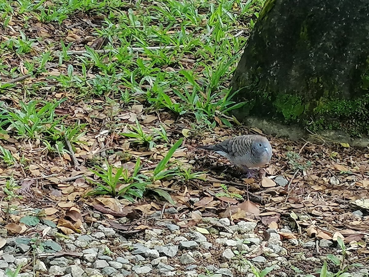 Zebra Dove - ML267711131