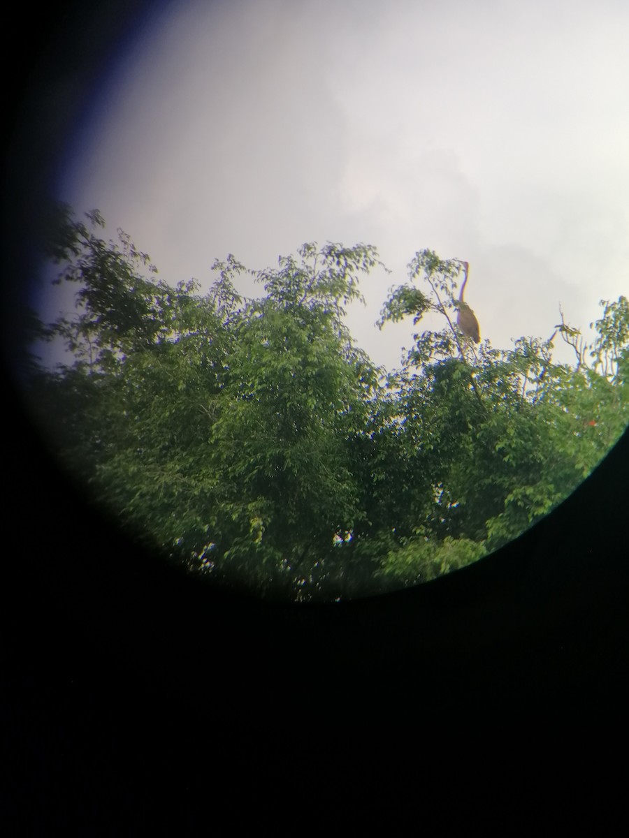 Purple Heron - ML267711141