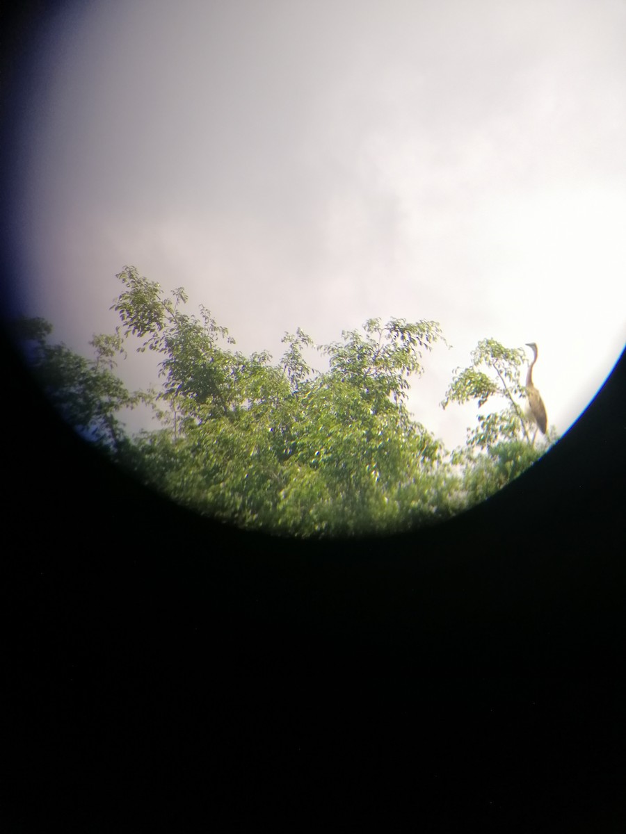 Purple Heron - ML267711151