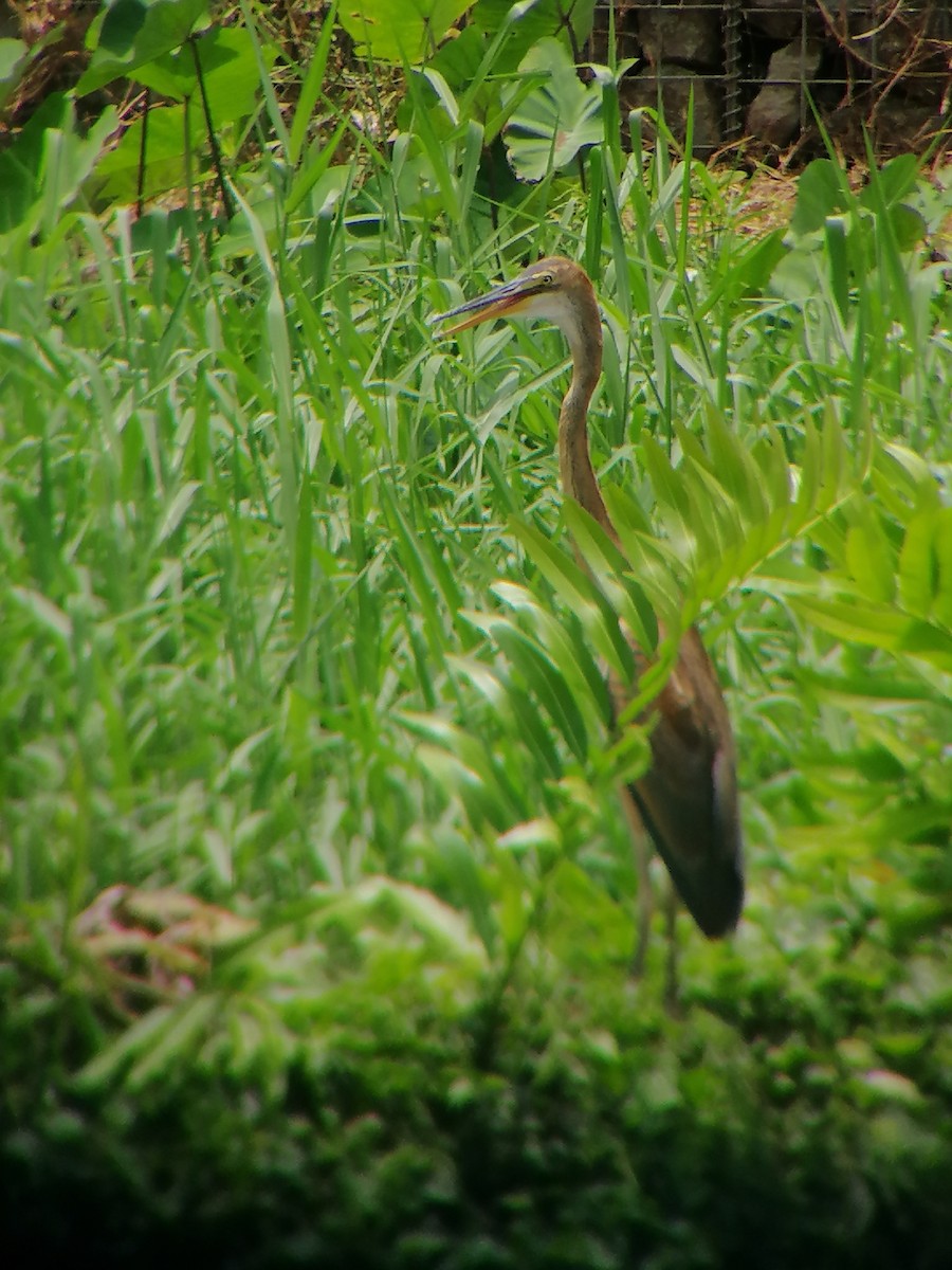 Purple Heron - ML267711161