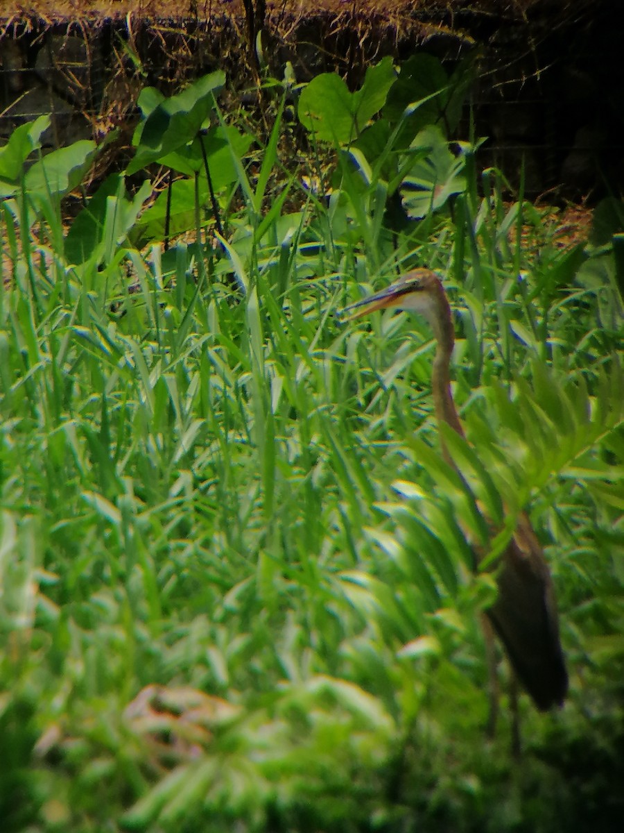 Purple Heron - ML267711181