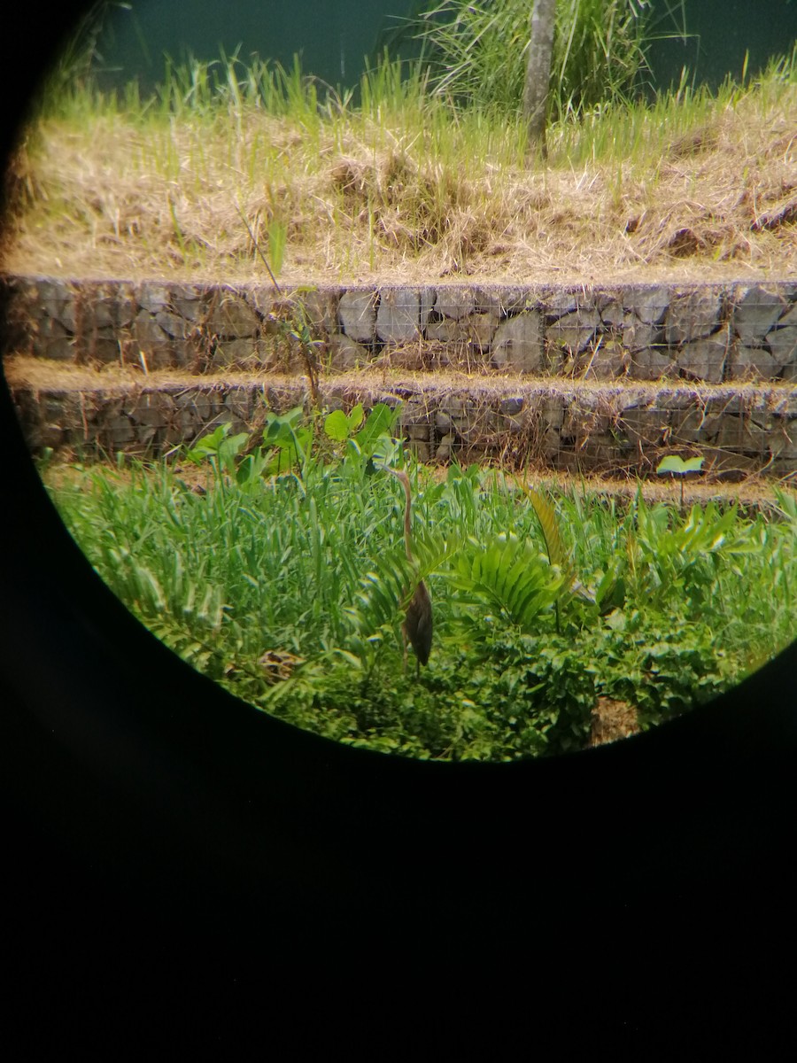 Purple Heron - ML267711191