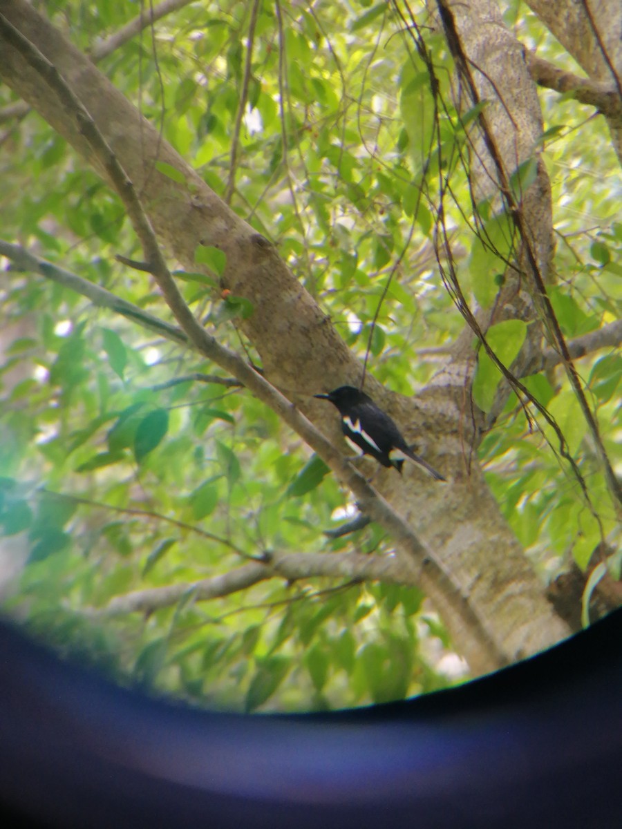 Oriental Magpie-Robin - ML267711211