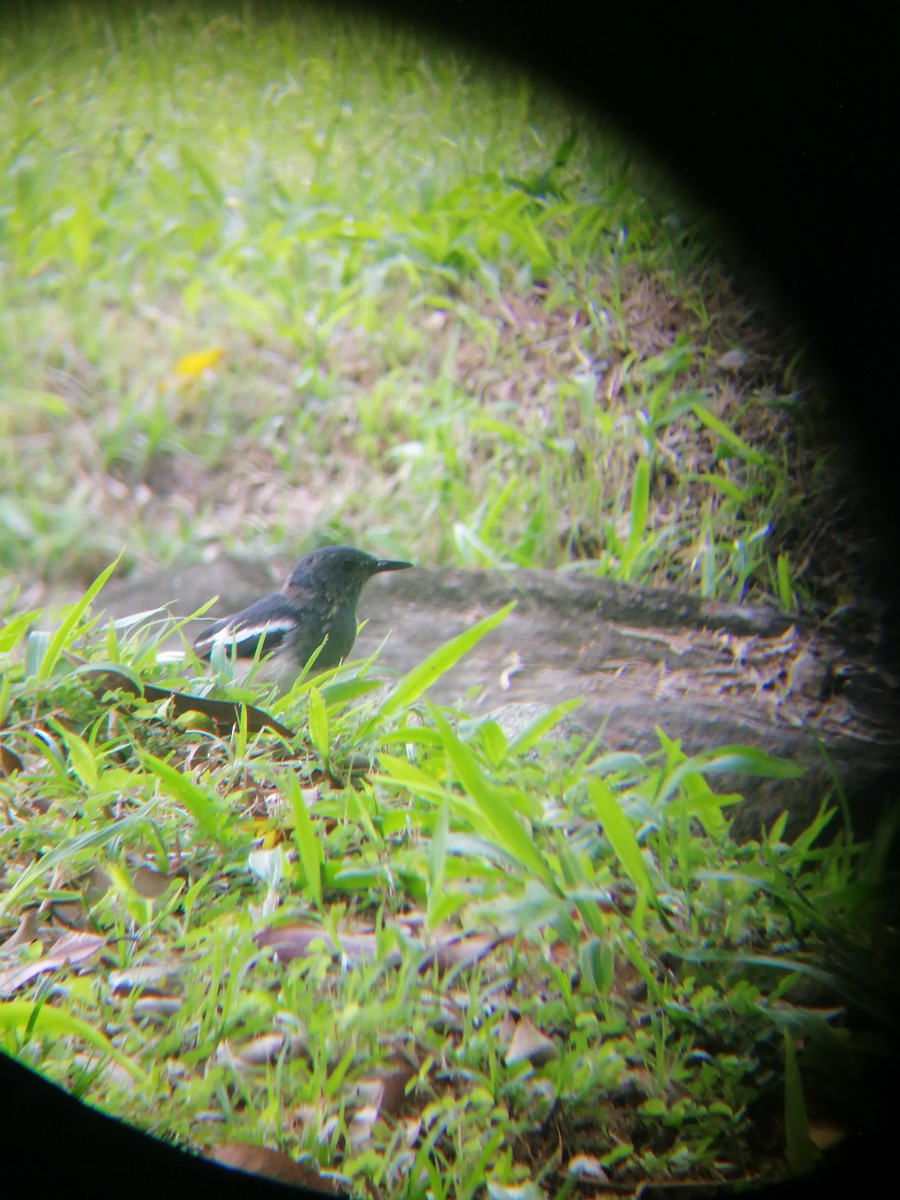 Oriental Magpie-Robin - ML267711221
