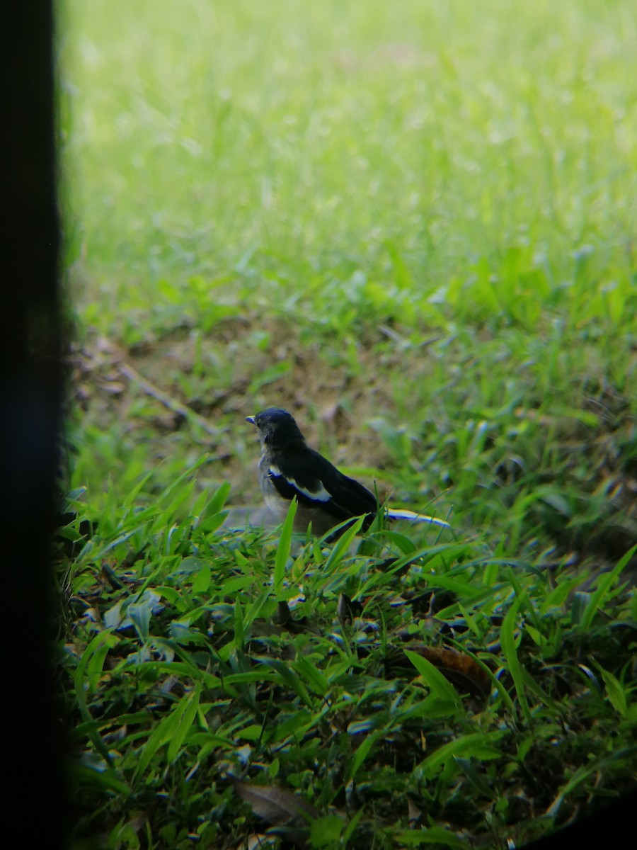 Oriental Magpie-Robin - ML267711231