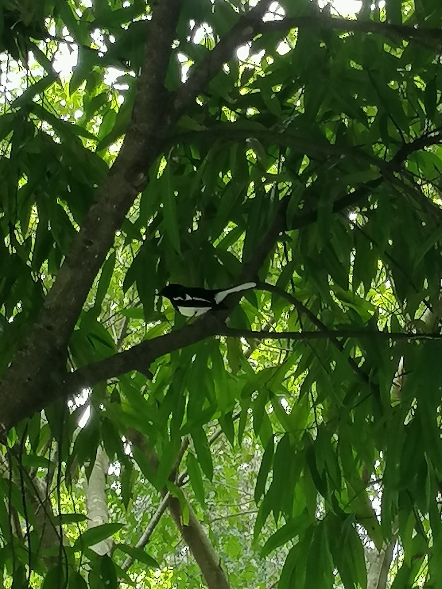 Oriental Magpie-Robin - ML267711241