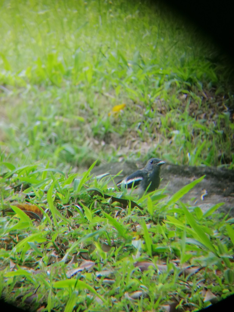 Oriental Magpie-Robin - ML267711251