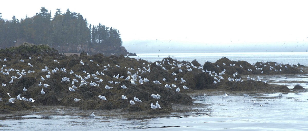 Bonaparte's Gull - ML267711571