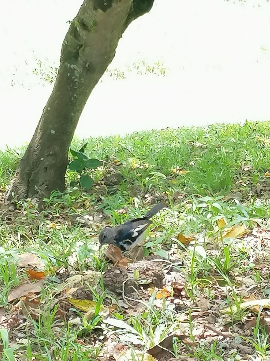 Oriental Magpie-Robin - ML267711731