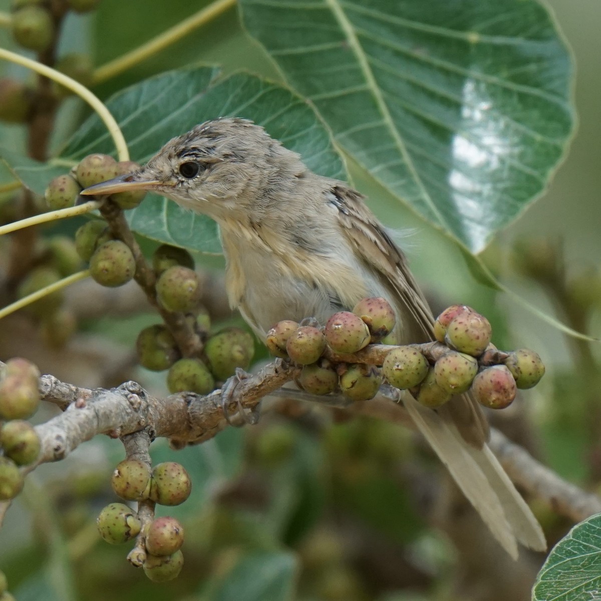 Booted/Sykes's Warbler - ML267712241