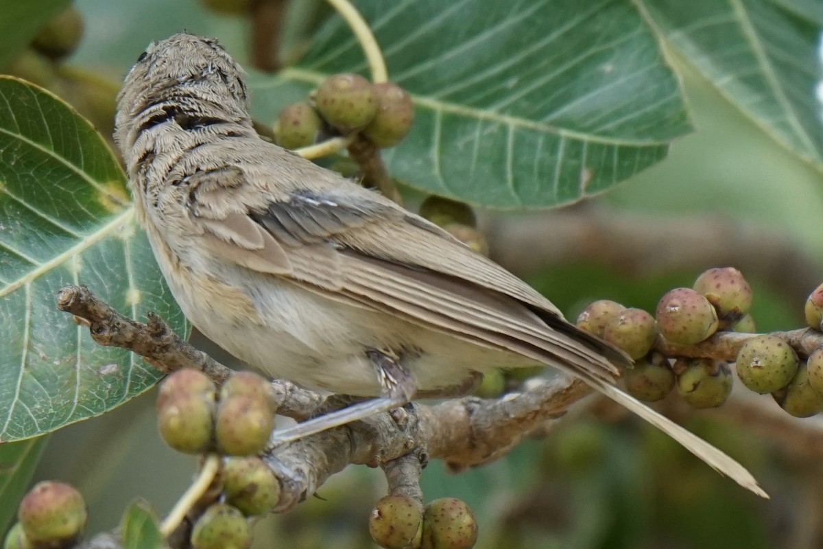 Booted/Sykes's Warbler - ML267712271