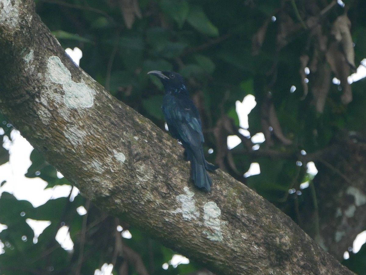 Hair-crested Drongo - ML267712291
